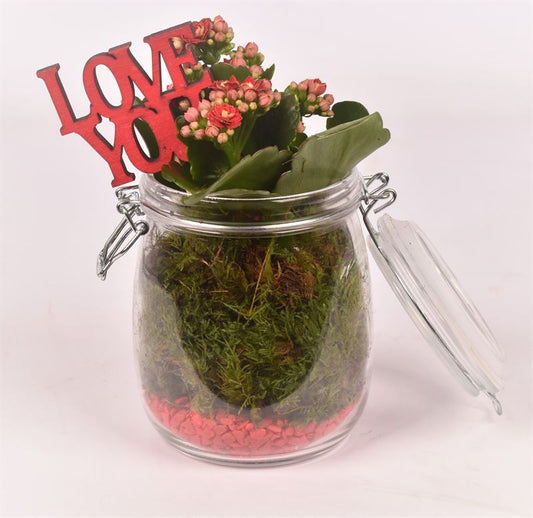 Indoor green arrangement 11cm Pot