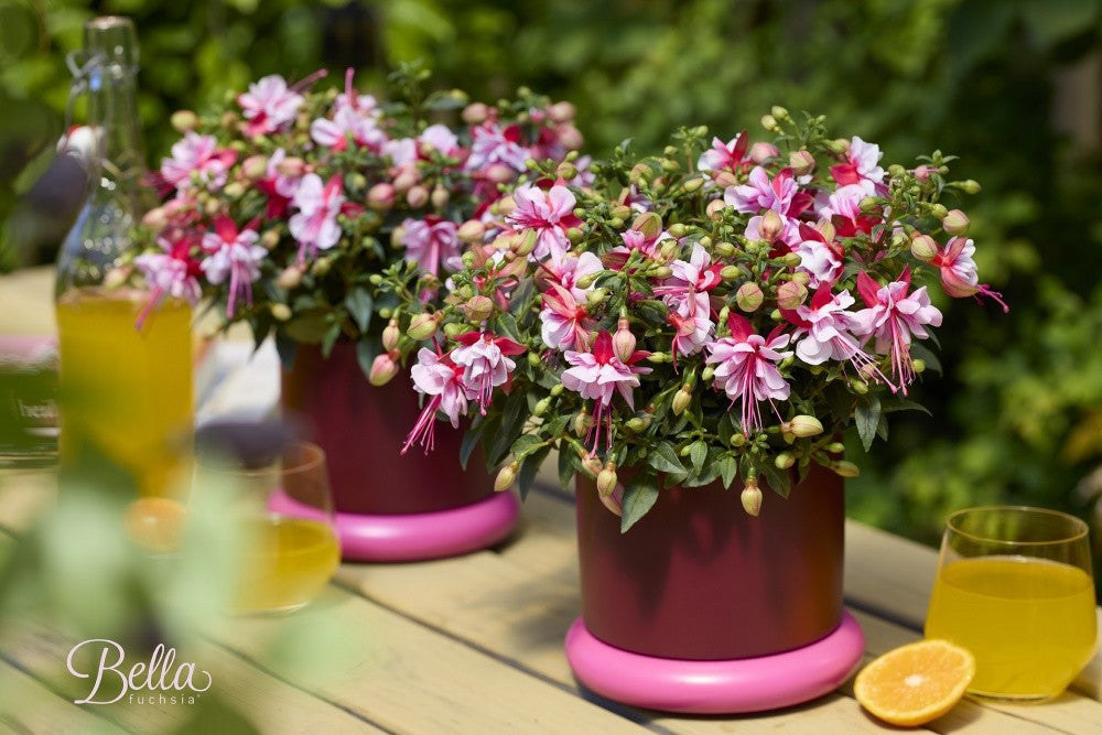 Fuchsia Bella Fuchsia Bianca 22cm 12cm Pot