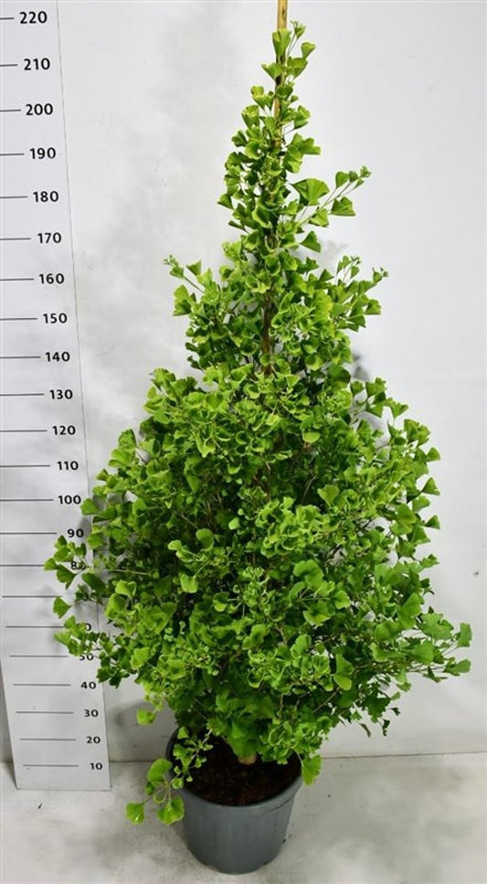Ginkgo Little Emperor 210cm 38cm Pot
