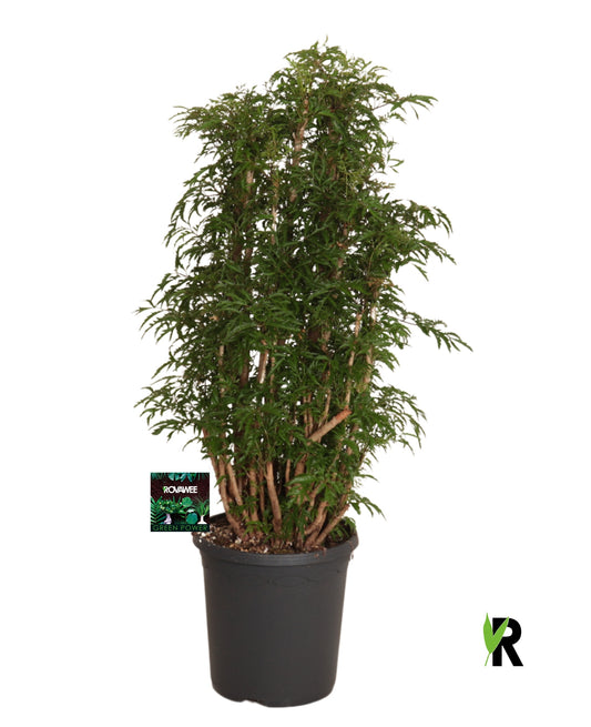 Polyscias mix 90cm 23cm Pot