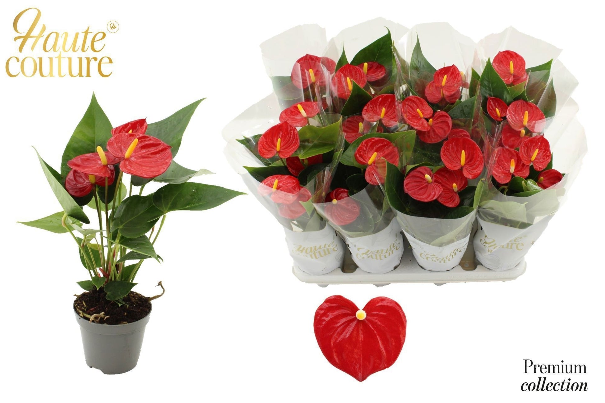 Houwenplant Anthurium Toreador Pack of 12
