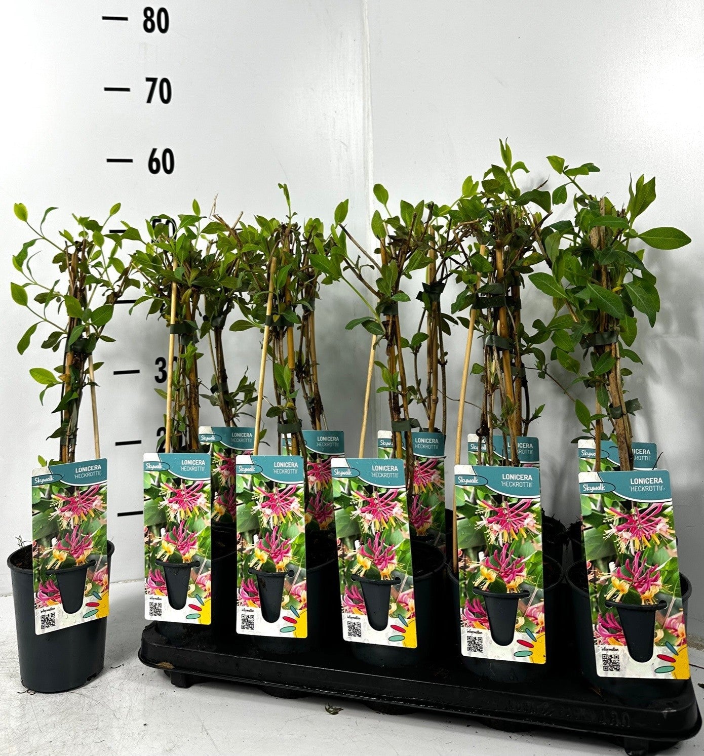 Lonicera henryi 50cm 12cm Pot