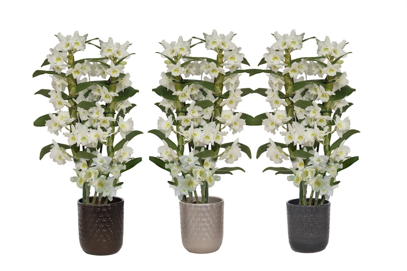 Dendrobium Apollon 50cm 12cm Pot