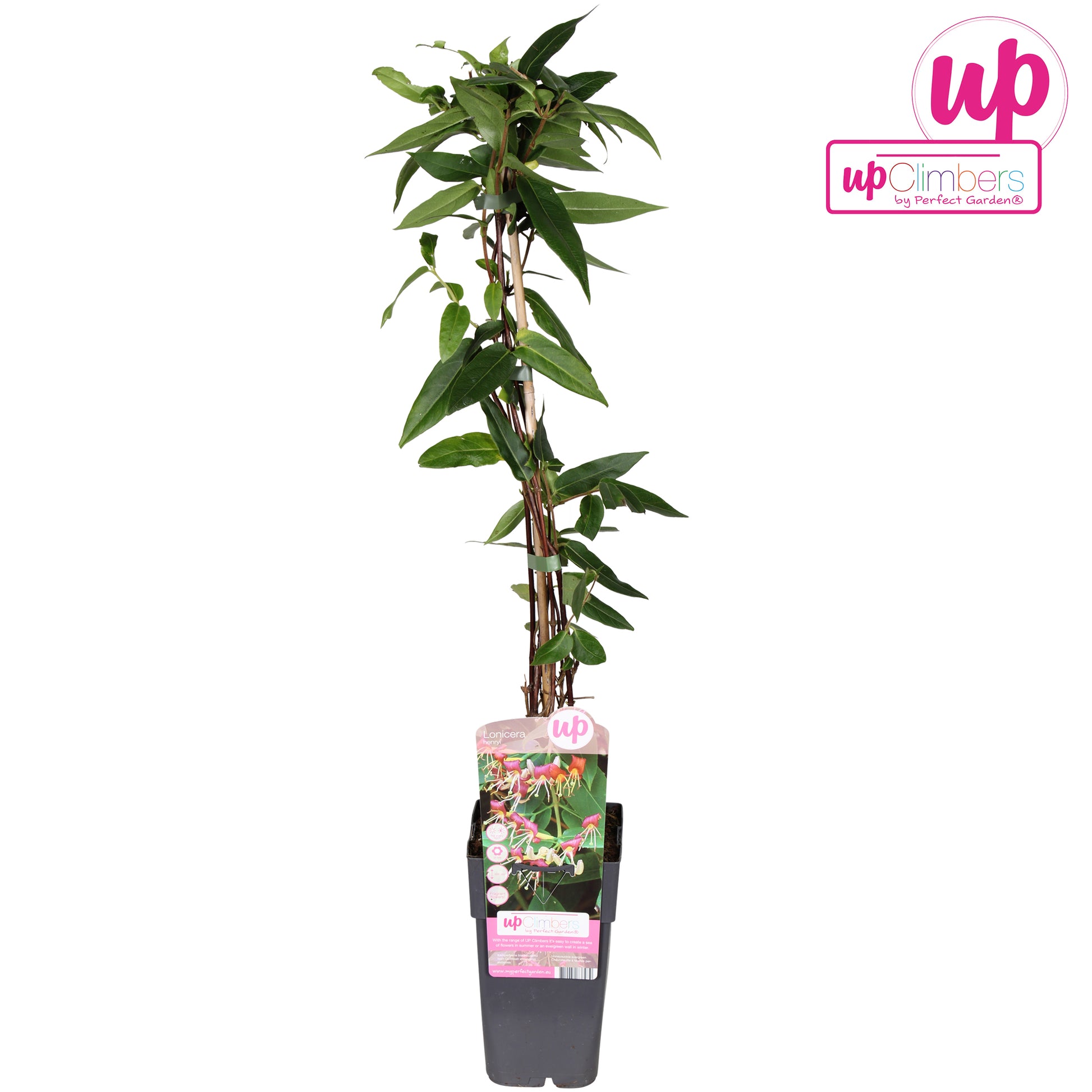 Lonicera henryi 65cm 15cm Pot