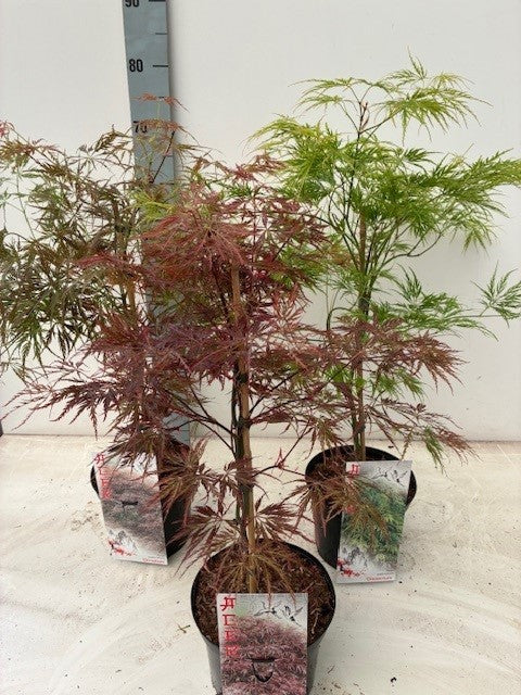 Acer palmatum mix 60cm 19cm Pot