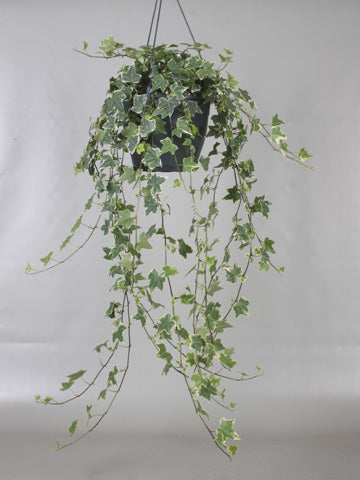 Hedera helix Mona Lisa 19cm Pot