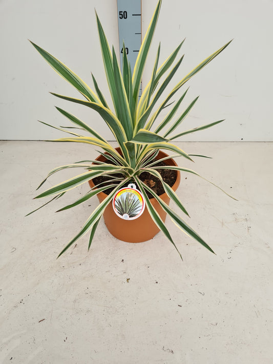 Yucca gloriosa Variegata 50cm 26cm Pot