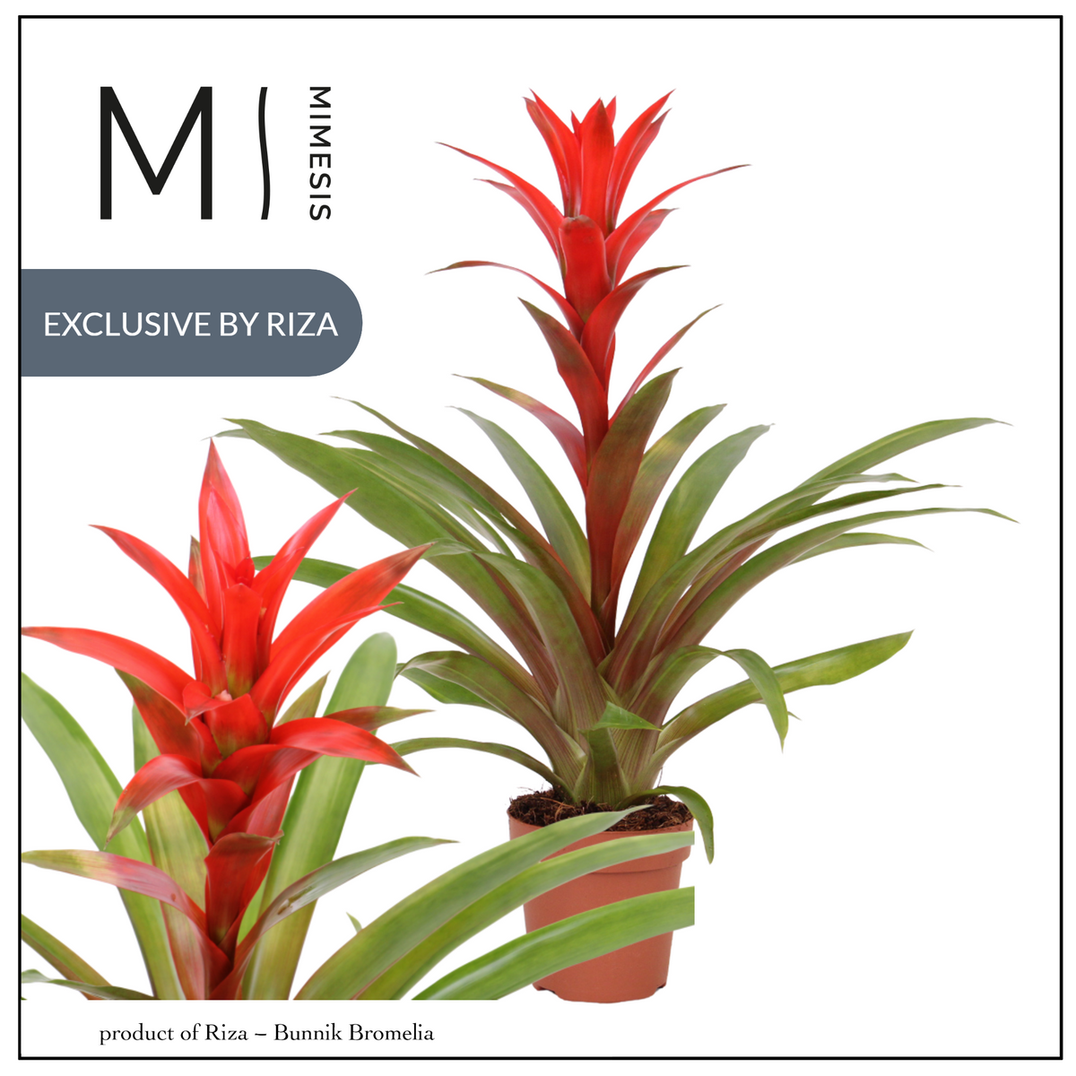 Guzmania Suerte Red 48cm 12cm Pot