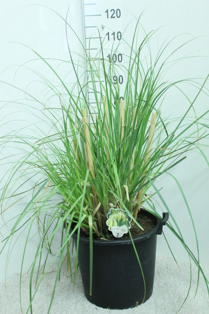 Cortaderia sellona Pumila 100cm 40cm Pot