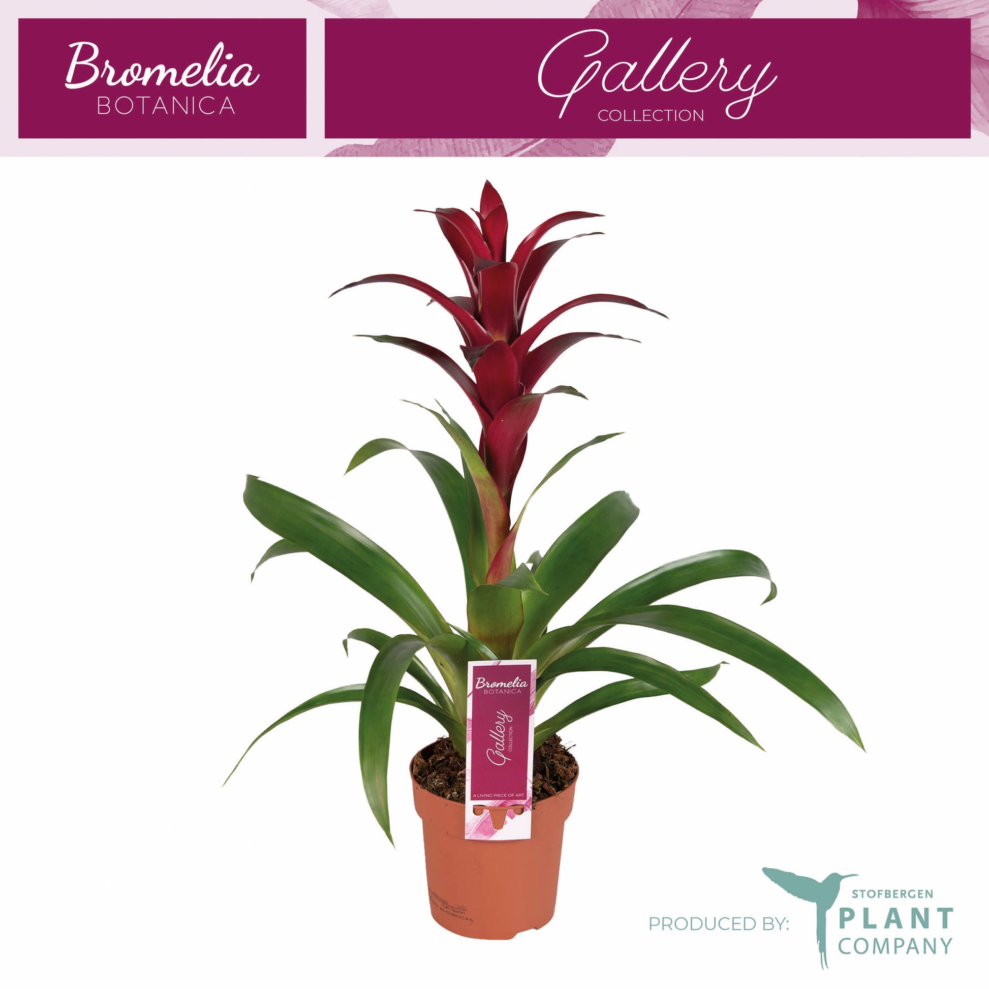 Guzmania Nextara 50cm 12cm Pot