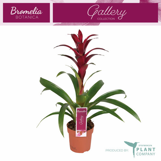 Guzmania Nextara 50cm 12cm Pot