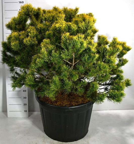 Pinus mugo Wintergold 160cm 80cm Pot