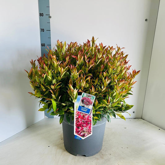 Leucothoe Zeblid 65cm 32cm Pot