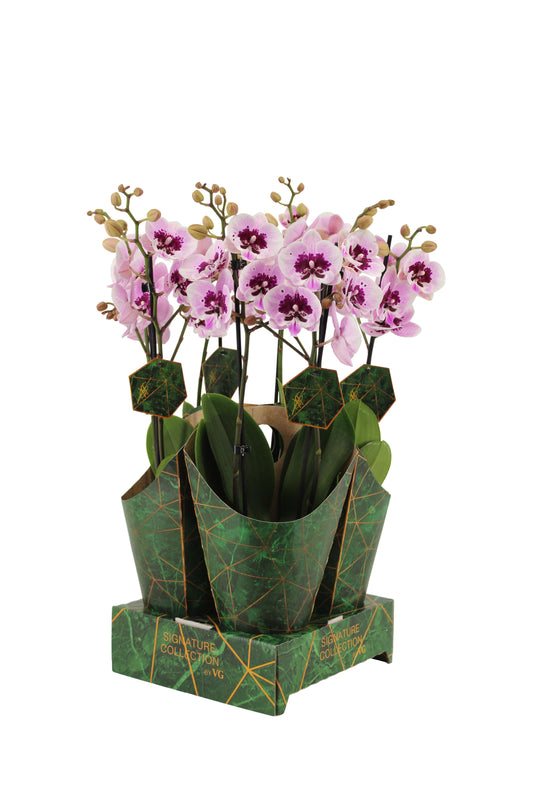 VG Orchids Phalaenopsis Hybrid Pack of 4