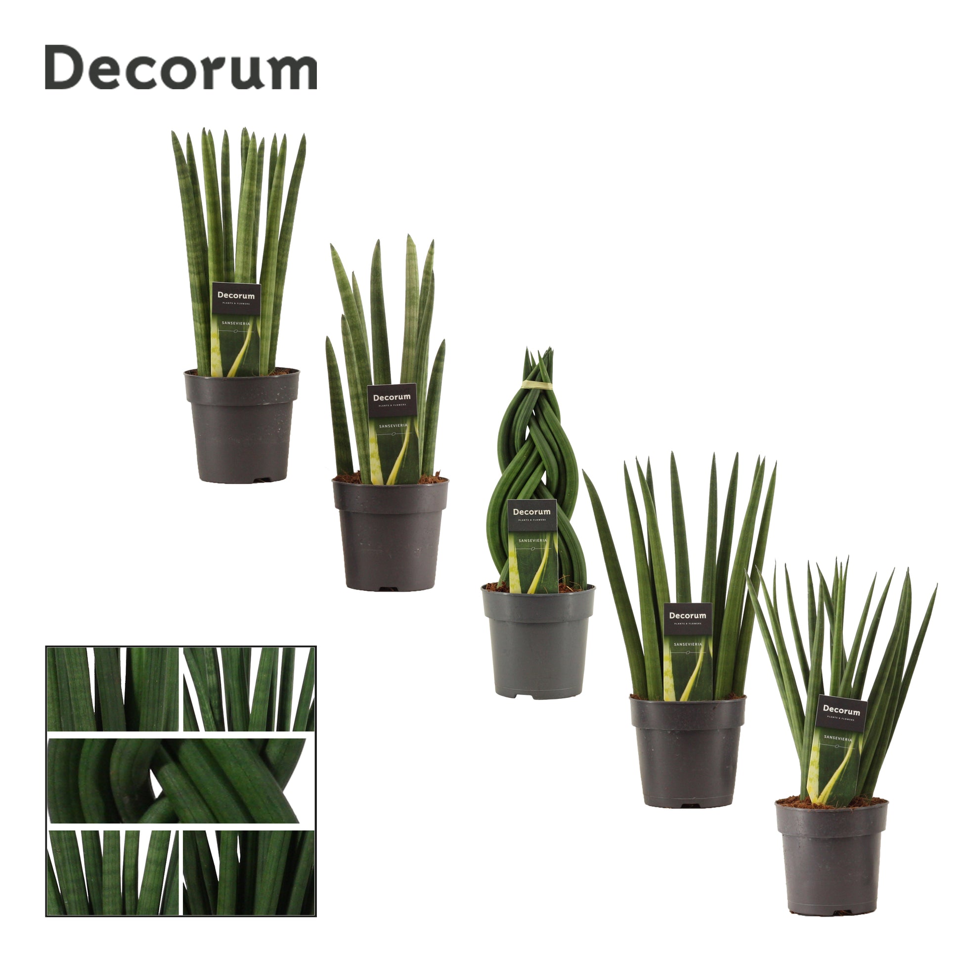 Duijn-Hove BV, kwekerij Sansevieria cylindrica mix Pack of 10