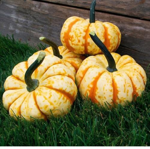 Cucurbita Sweet Lighting