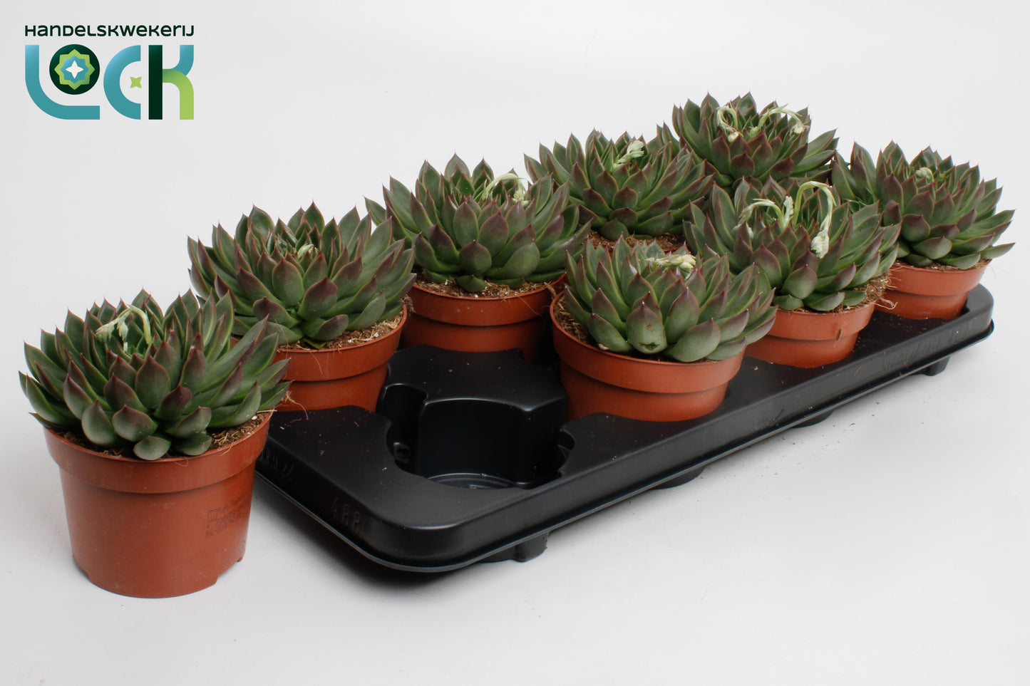 Echeveria Lip Stick 14cm 12cm Pot
