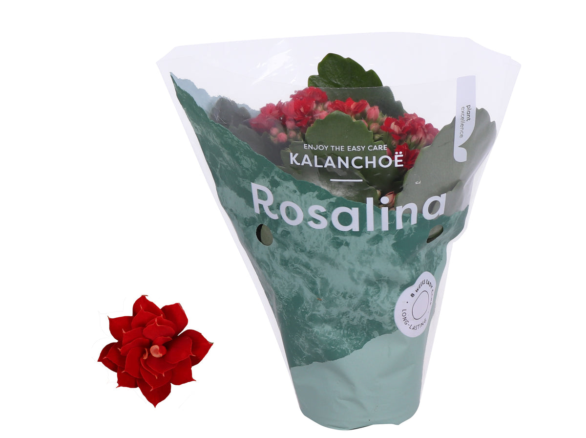Kalanchoe Rosalina Don Justino 15cm 7cm Pot