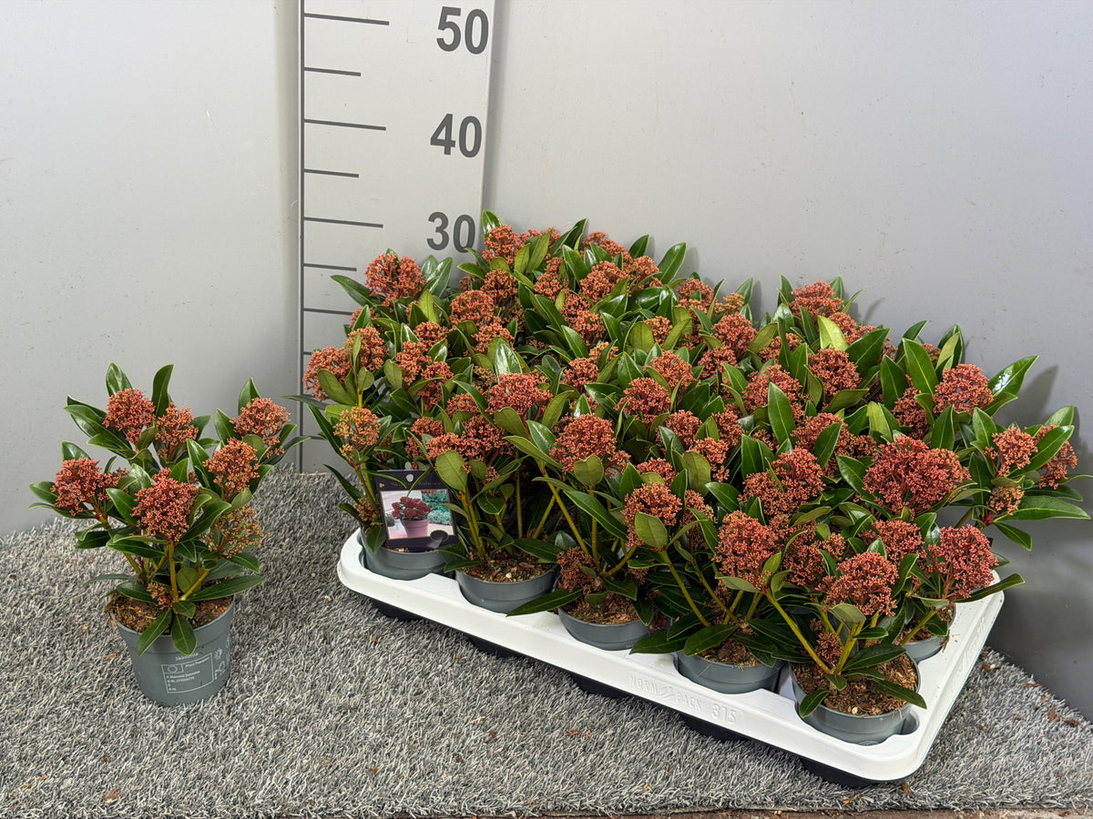 Skimmia japonica Rubesta 30cm 10.5cm Pot