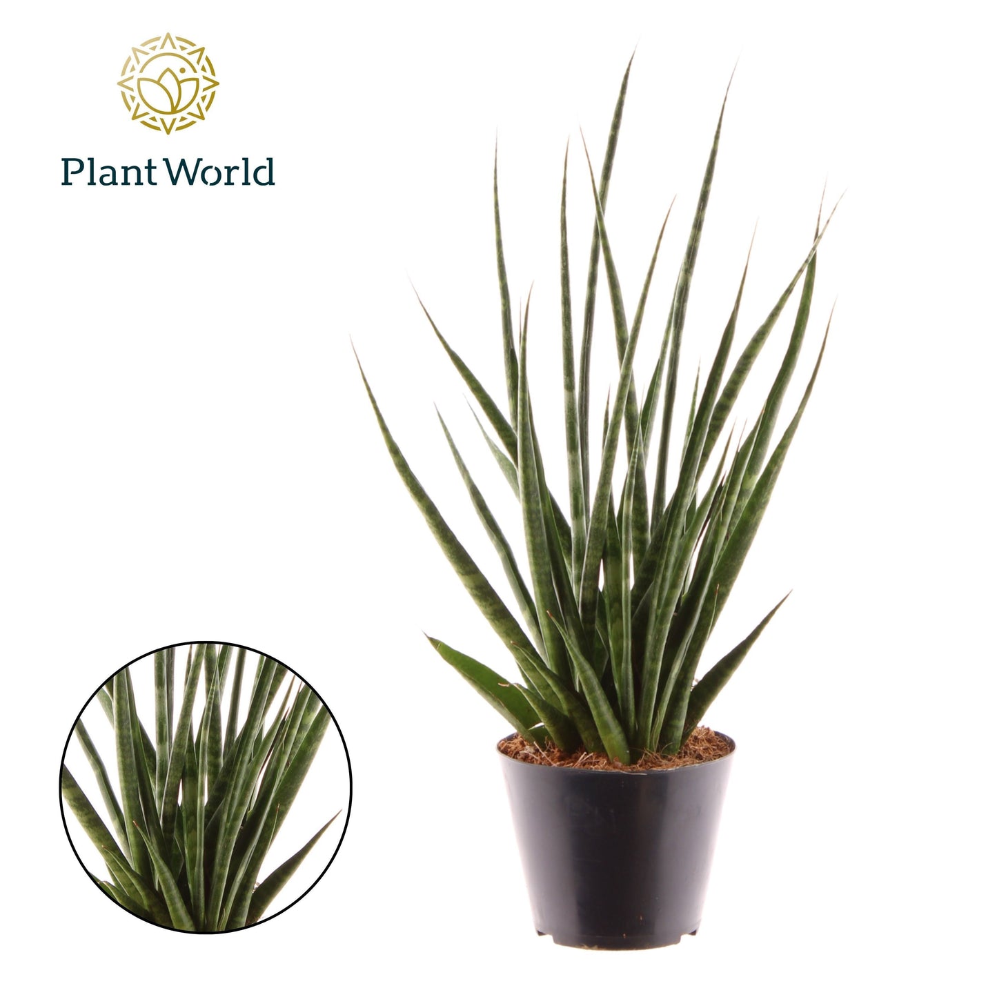 Sansevieria cylindrica 45cm 510cm Pot