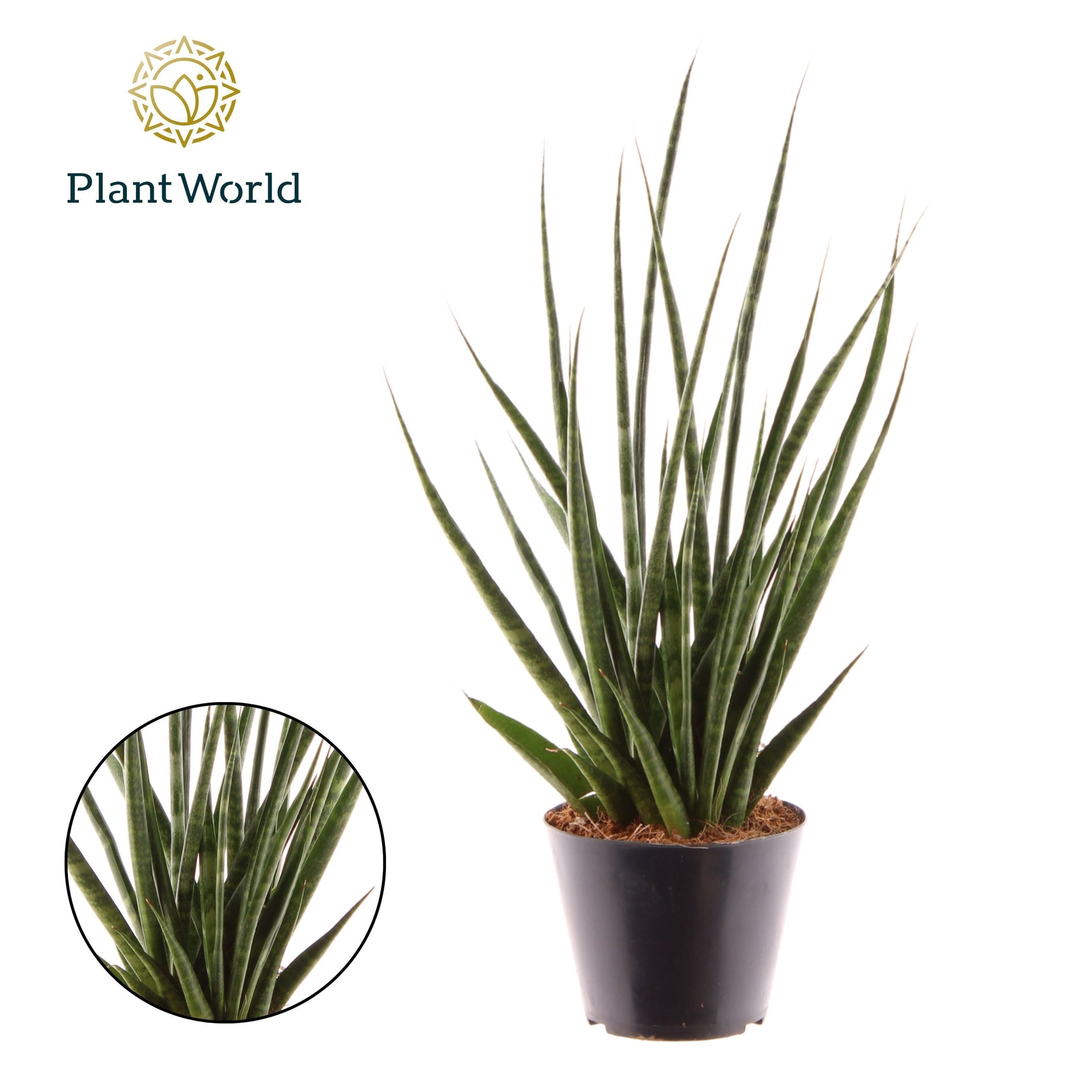 Sansevieria cylindrica 45cm 510cm Pot