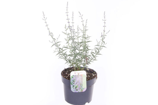 Perovskia Prime Time 45cm 17cm Pot