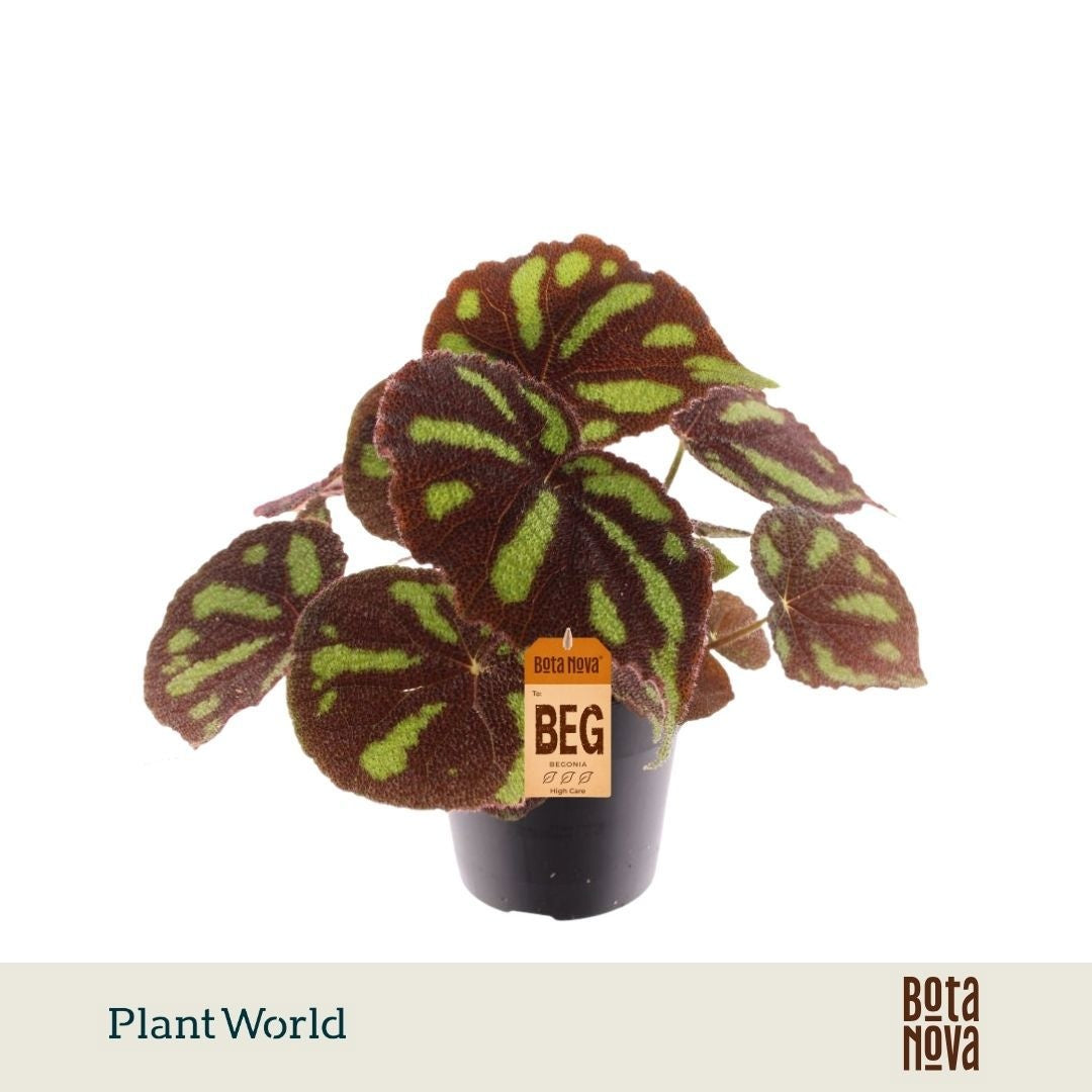 begonia-masoniana-30cm-14cm-pot