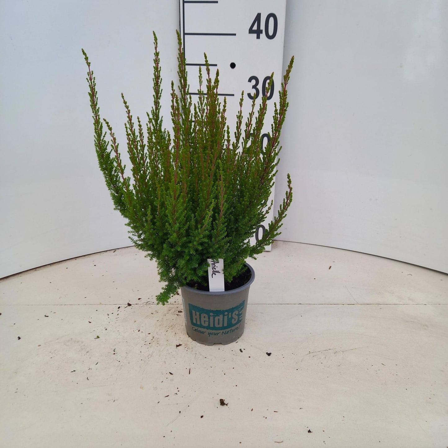 Erica gr. Heidi´s Arielle 30cm 12cm Pot