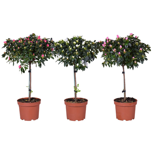Rhododendron Bloombux 65cm 19cm Pot