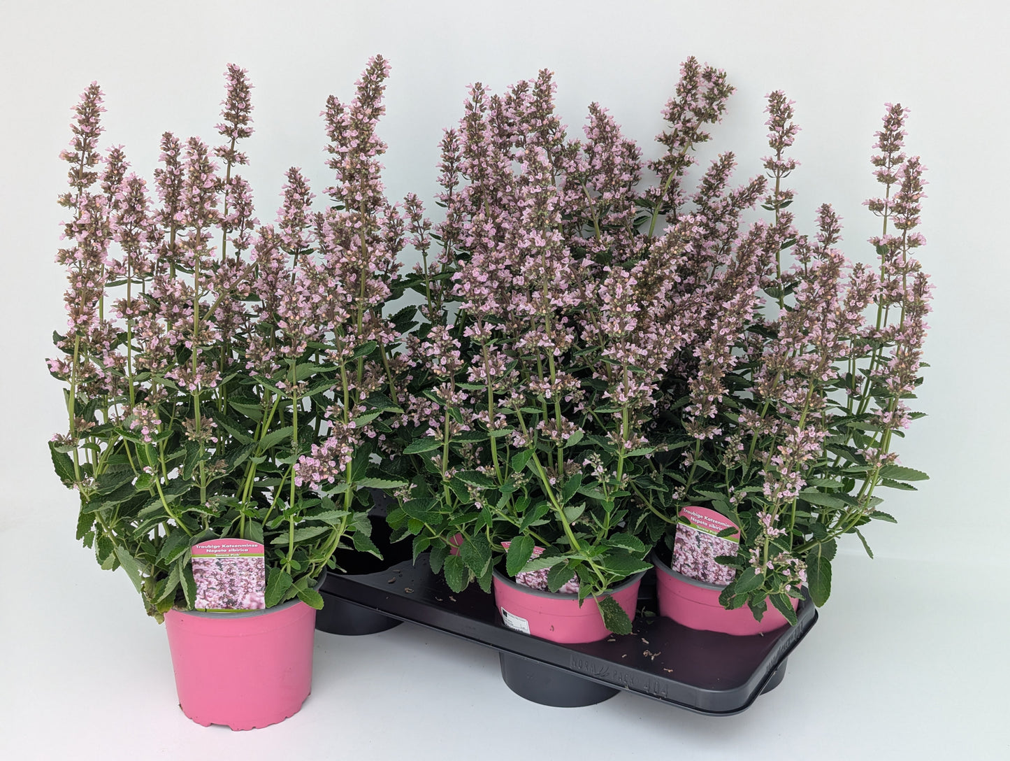 Nepeta sibirica 50cm 17cm Pot