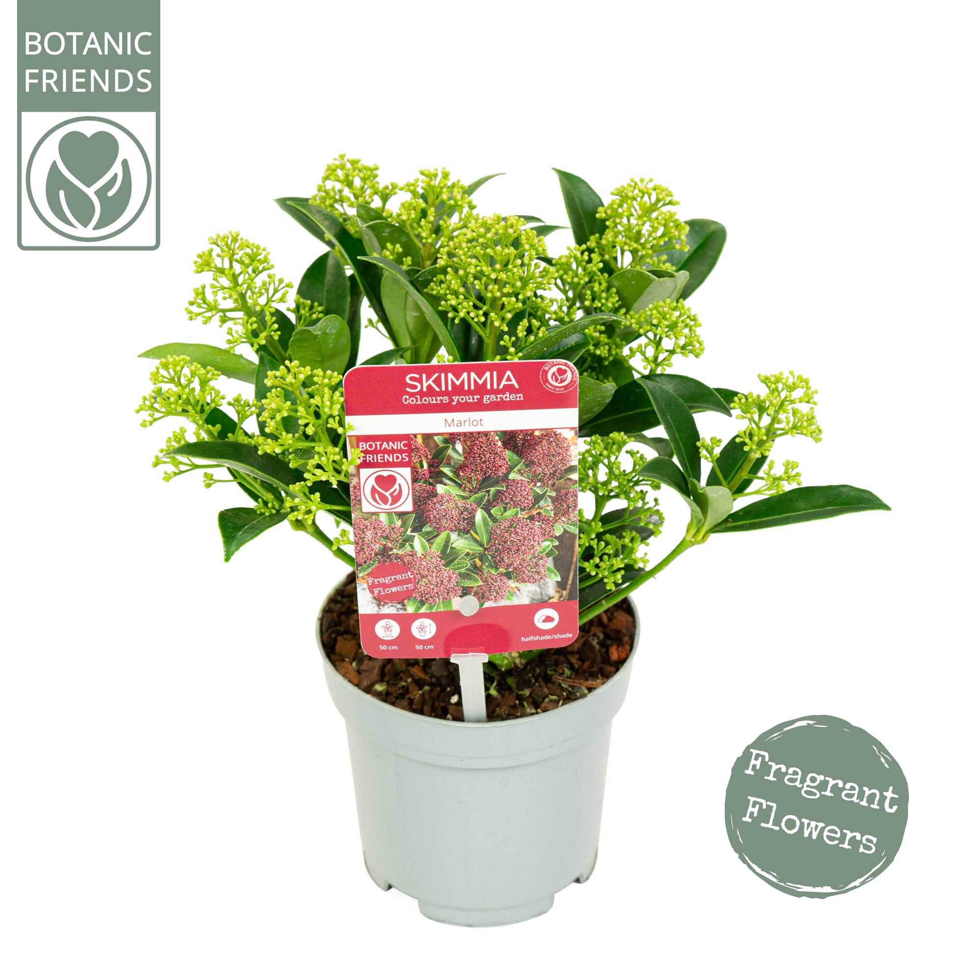 Skimmia japonica Marlot 24cm 10cm Pot