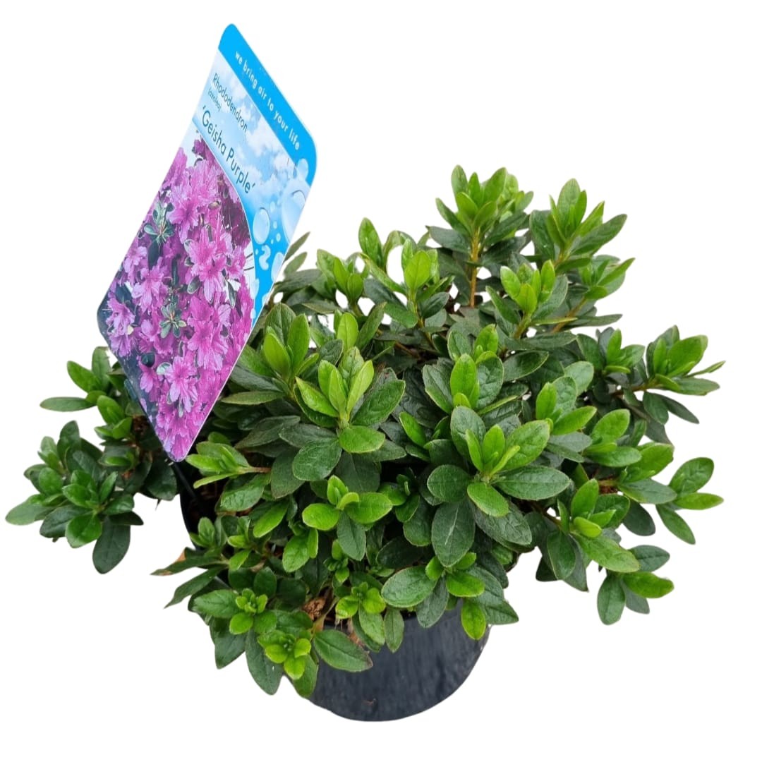 Rhododendron Geisha Purple 35cm 18cm Pot