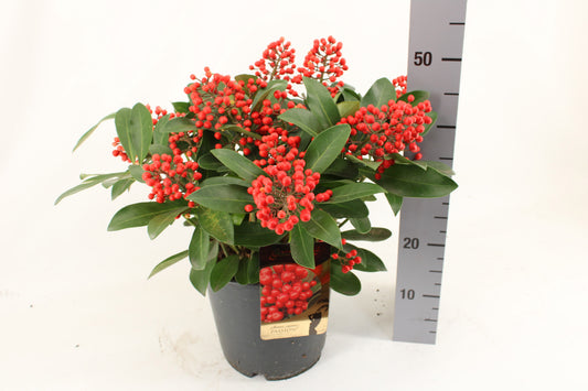 Skimmia japonica Passion 60cm 24cm Pot