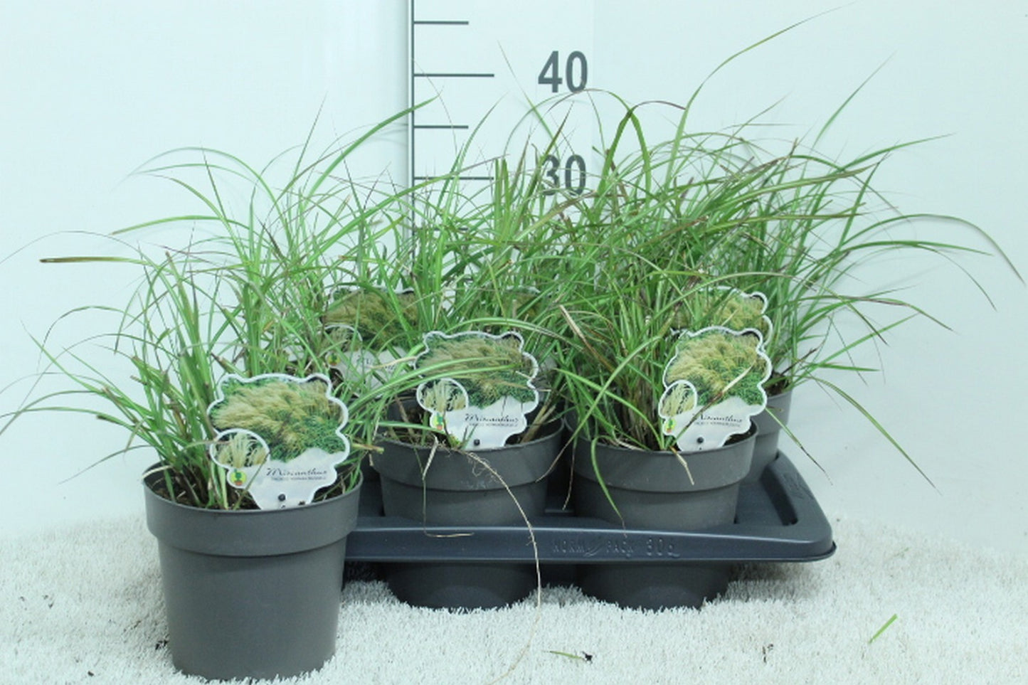 Miscanthus sinensis 40cm 17cm Pot