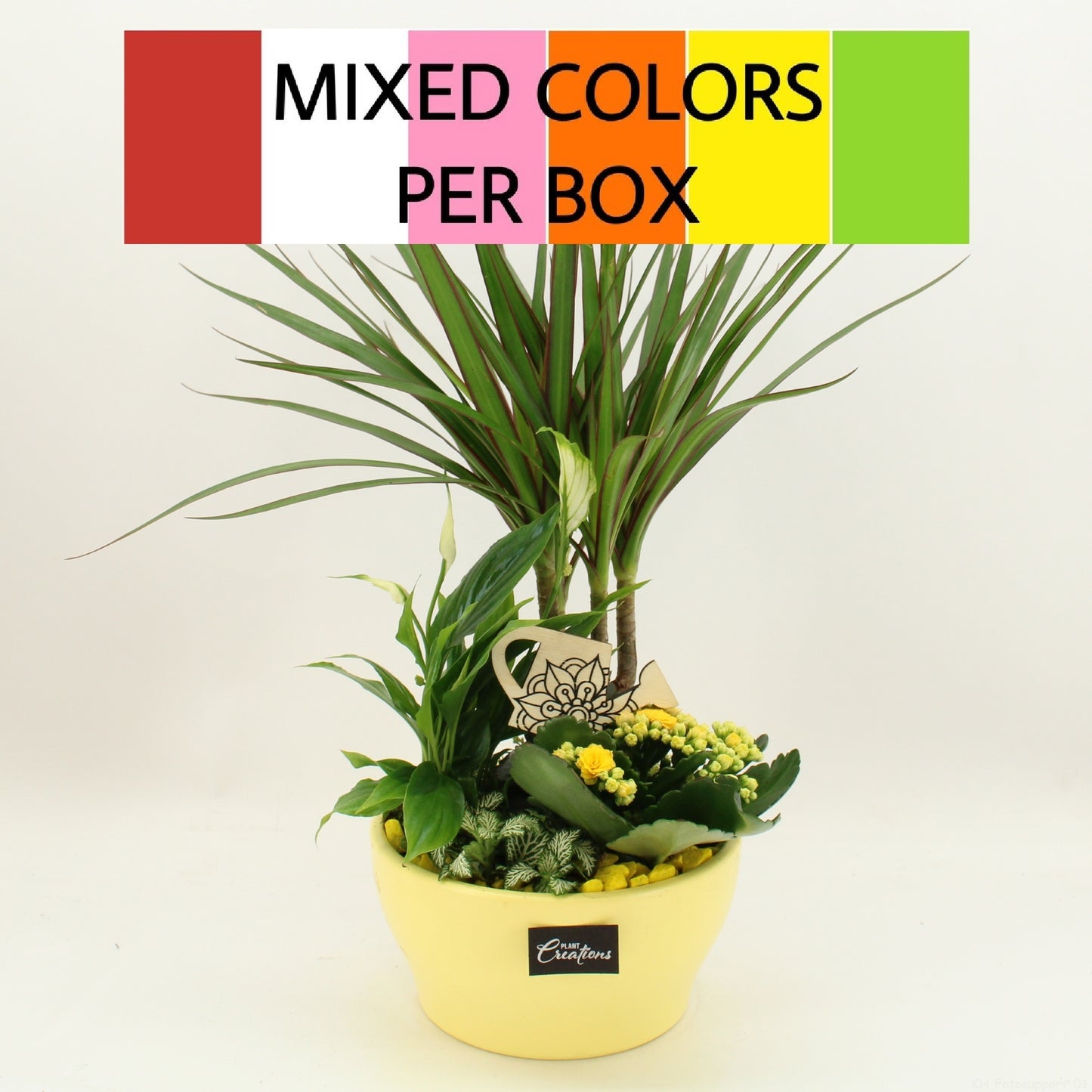 Indoor flowering arrangement 45cm 19cm Pot