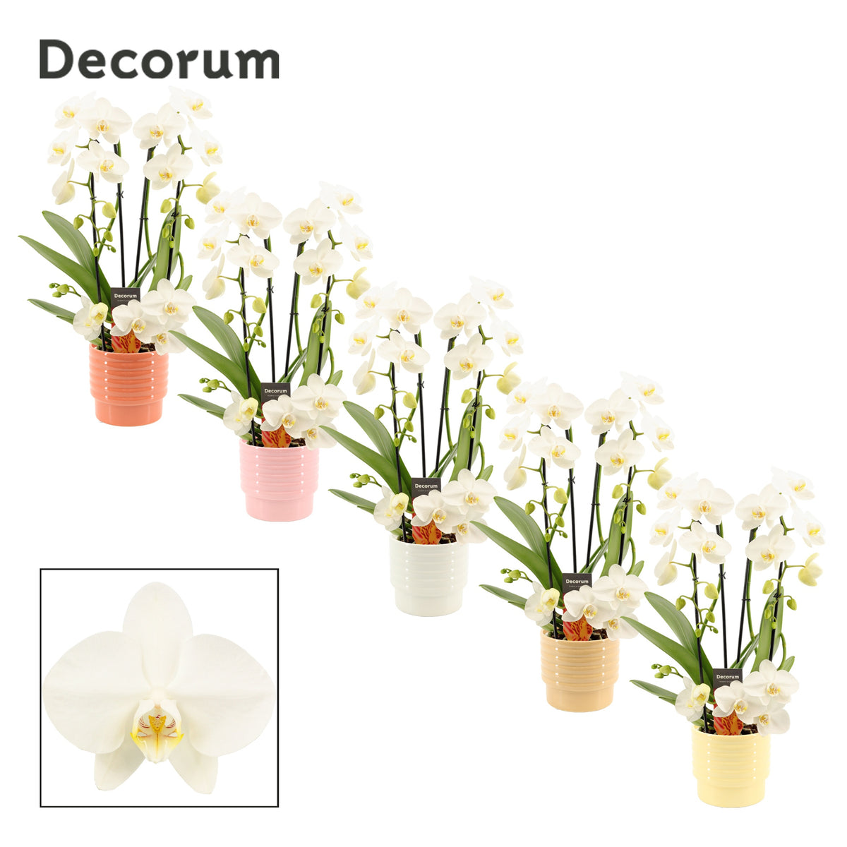 Phalaenopsis white 50cm 12cm Pot