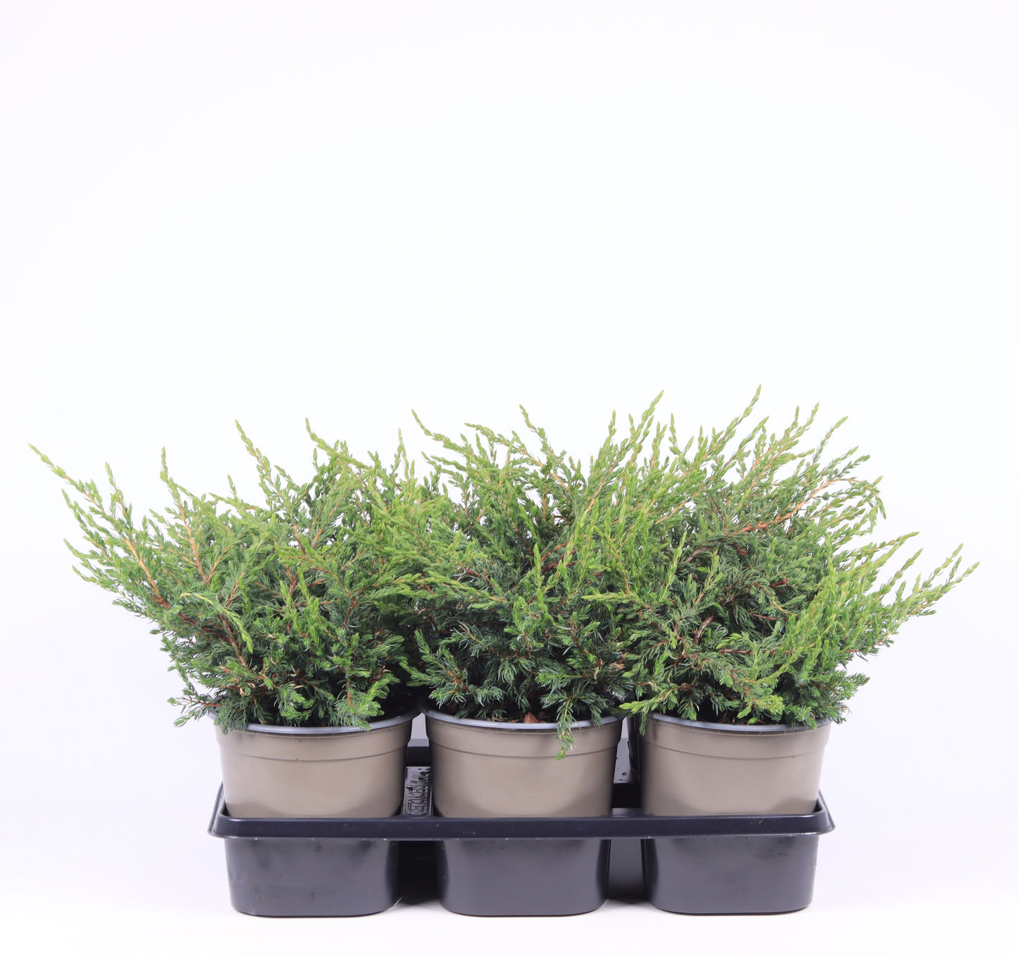 Juniperus Repanda 20cm 15cm Pot