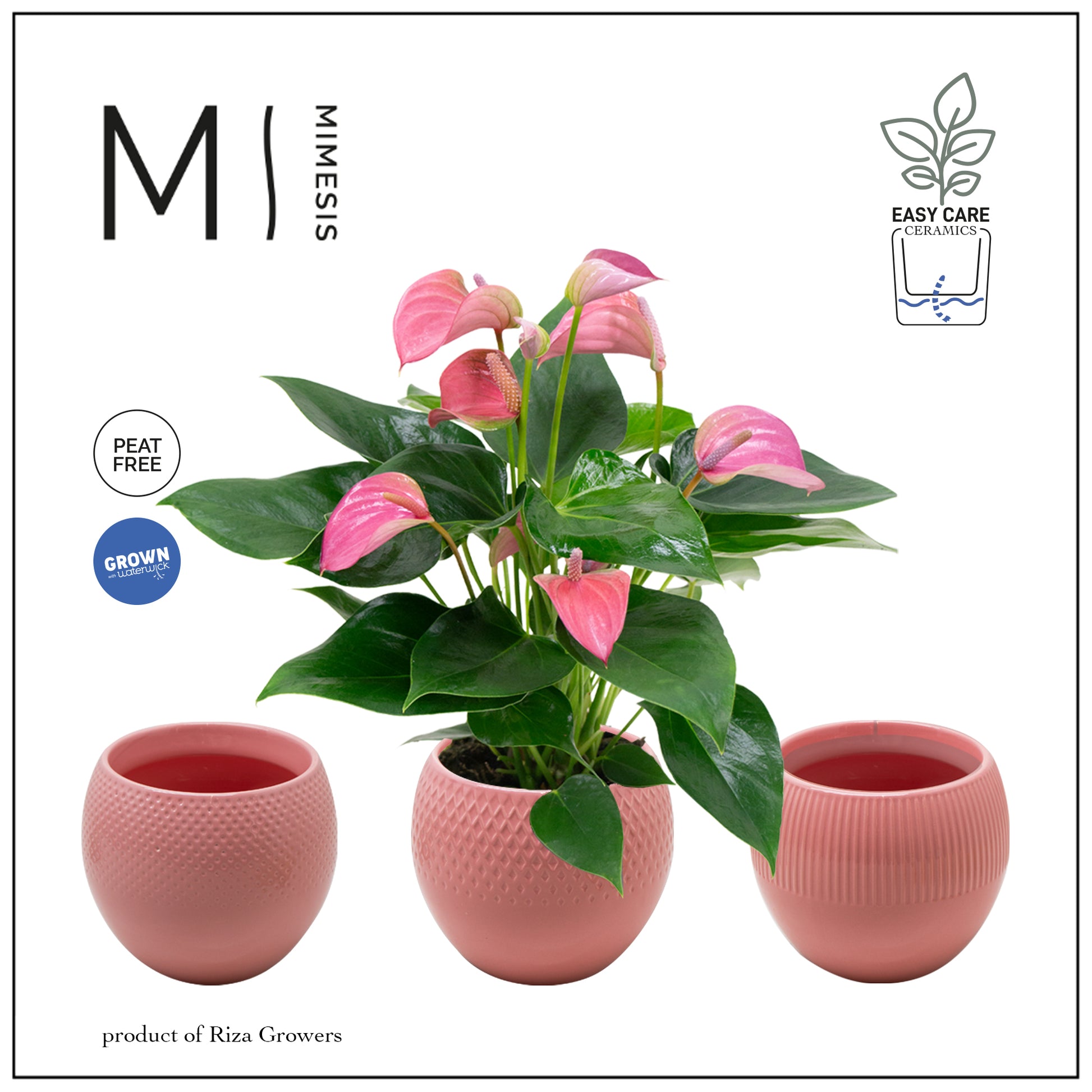 Anthurium Joli 40cm 12cm Pot