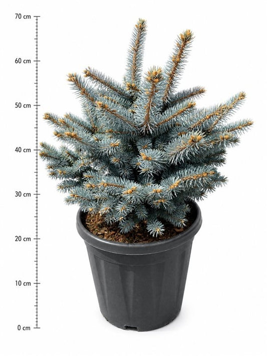 Picea pun. Glauca Globosa 60cm 32cm Pot