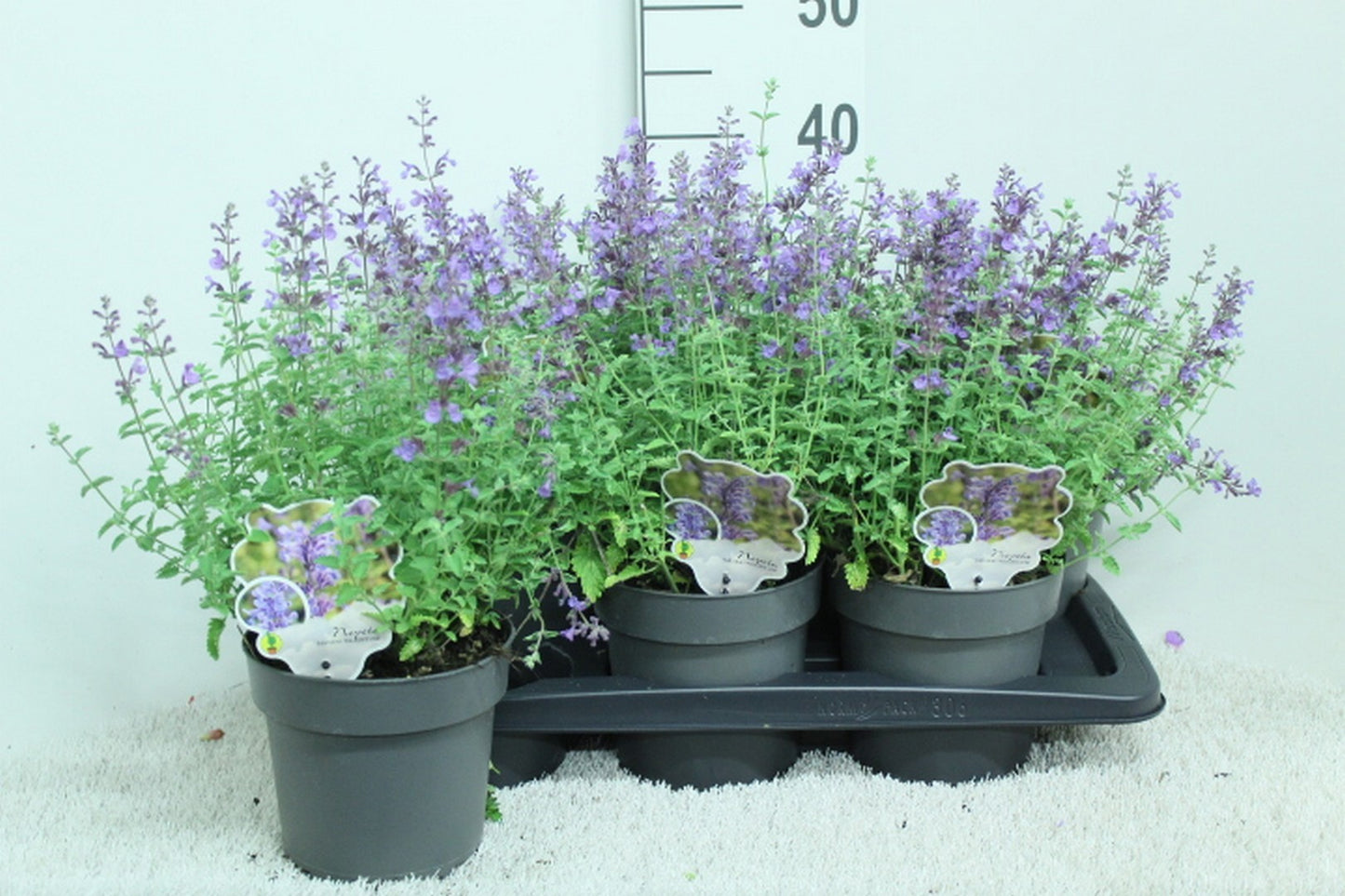 Nepeta faa. Walker's Low 40cm 17cm Pot