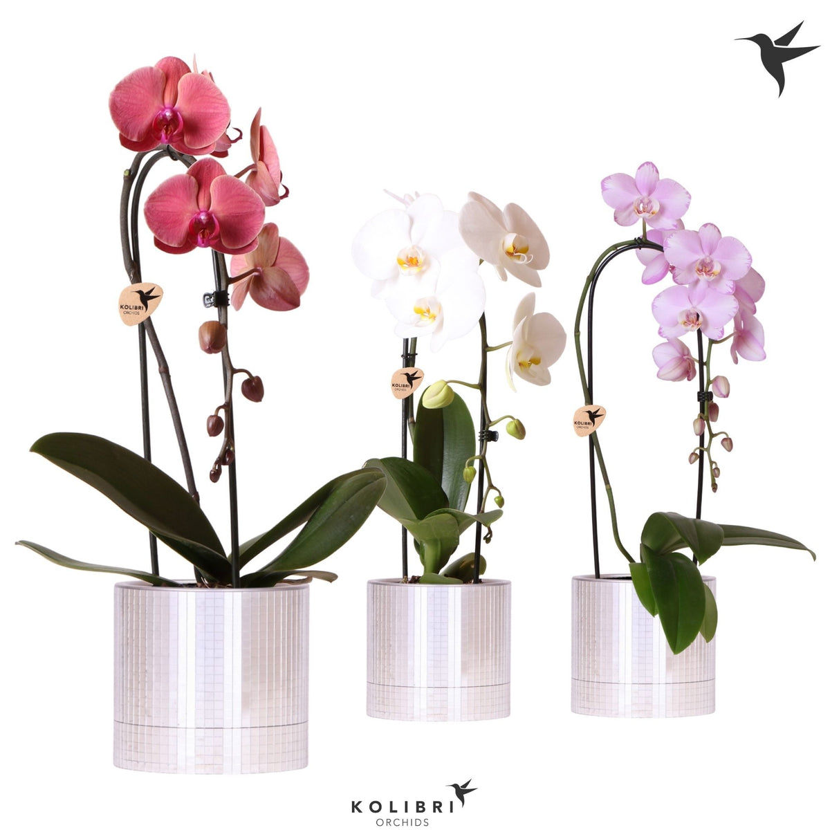 Phalaenopsis Elegant cascade 50cm 12cm Pot