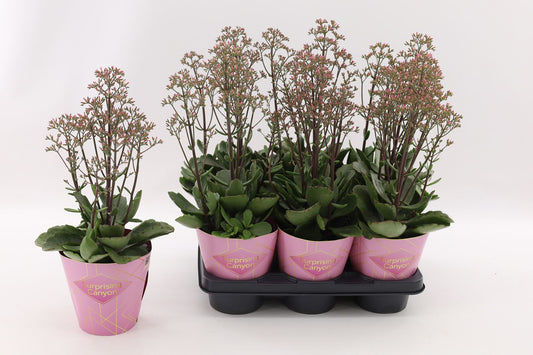Kalanchoe Wild Flowers Surprising Canyon 40cm 14cm Pot