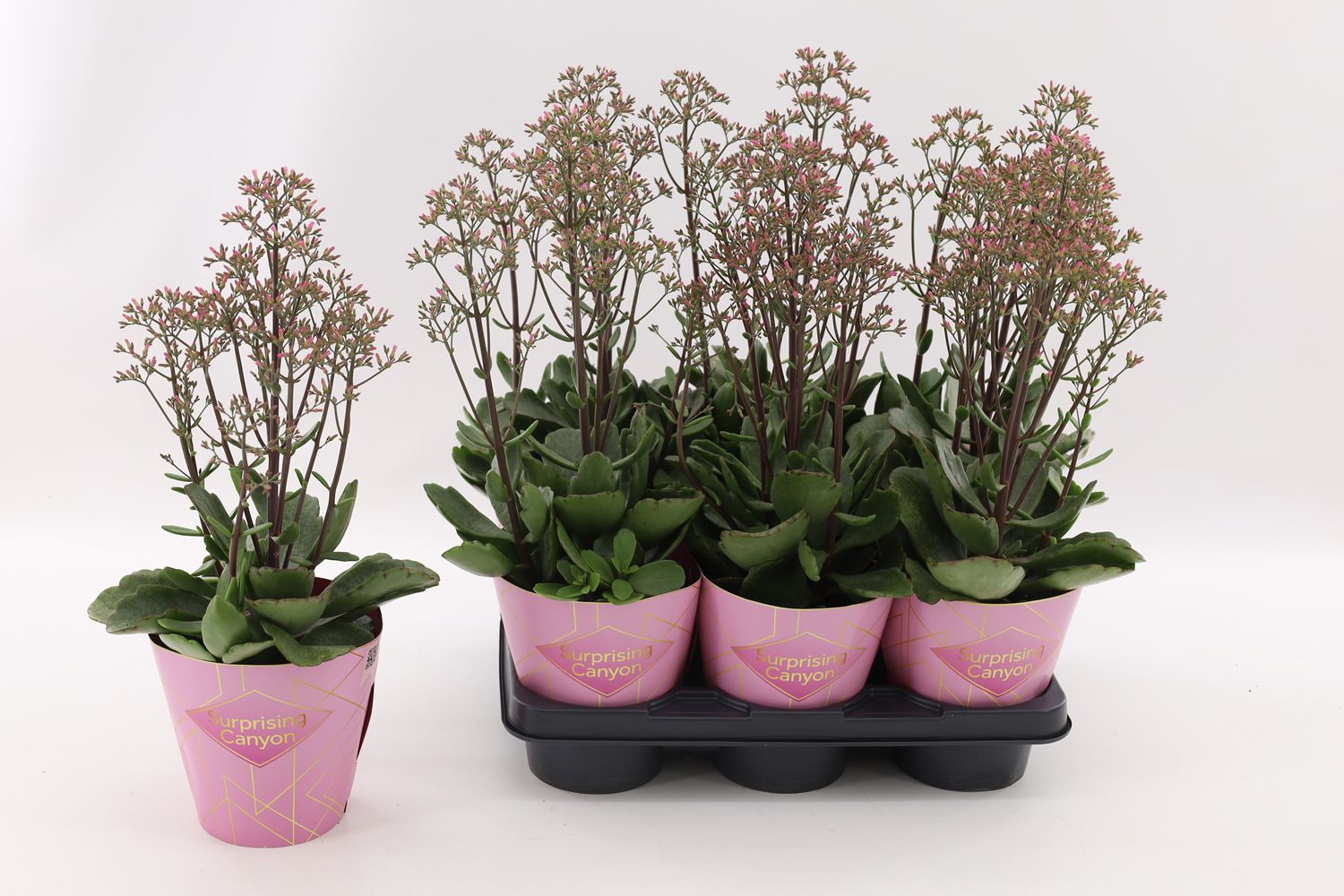 Vilosa Kalanchoe Wild Flowers Surprising Canyon Pack of 6