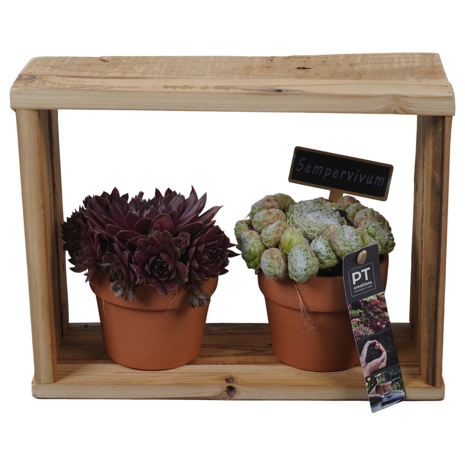 arr. Sempervivum 22cm 28cm Pot