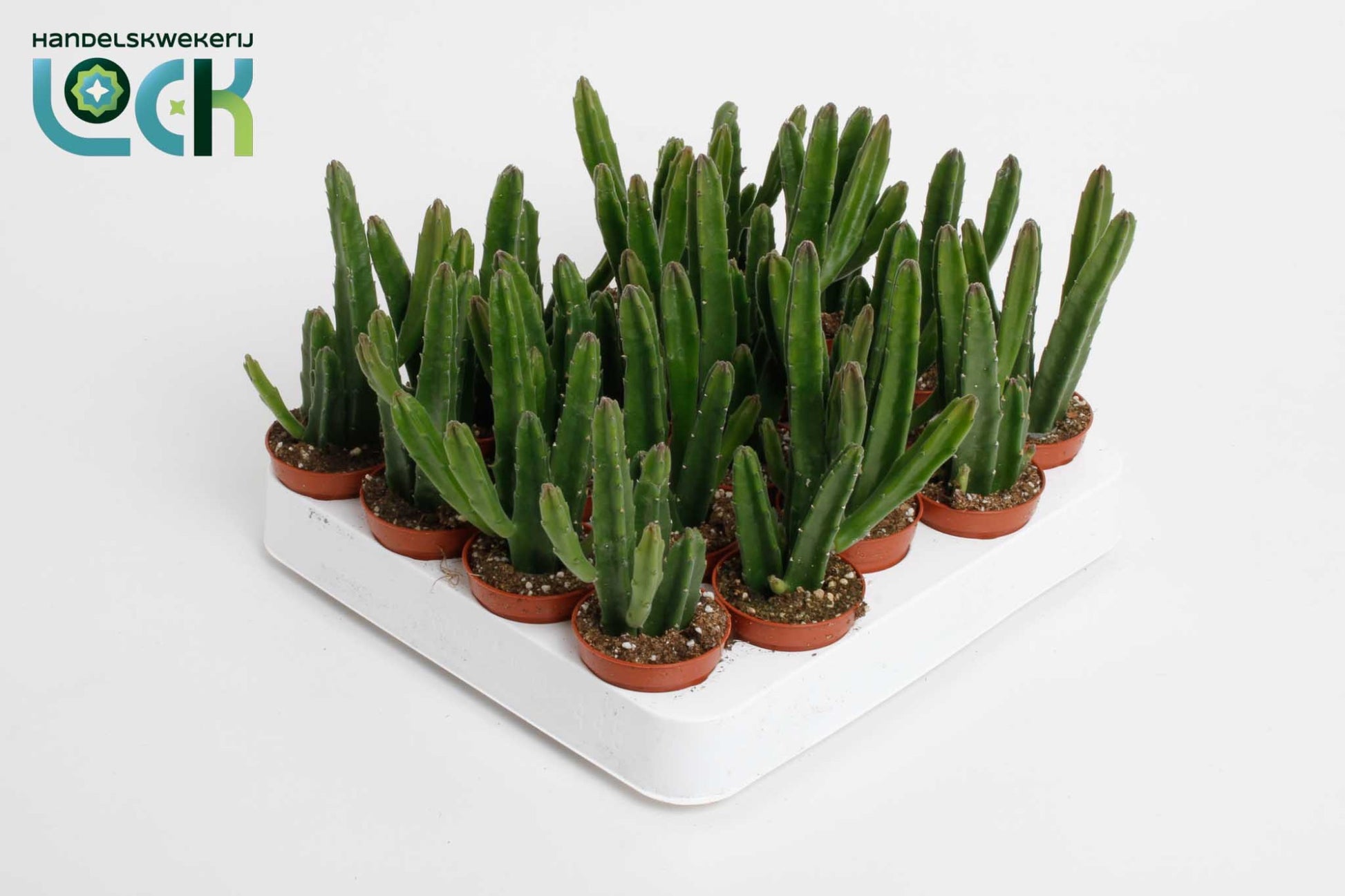 Stapelia leendertziae 15cm 505cm Pot