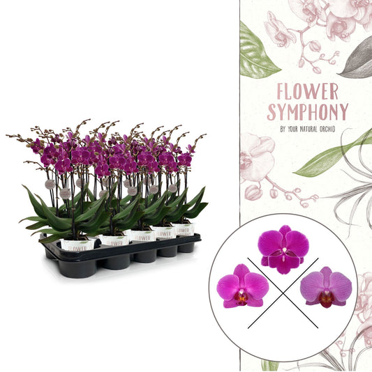 Phalaenopsis purple 45cm 12cm Pot