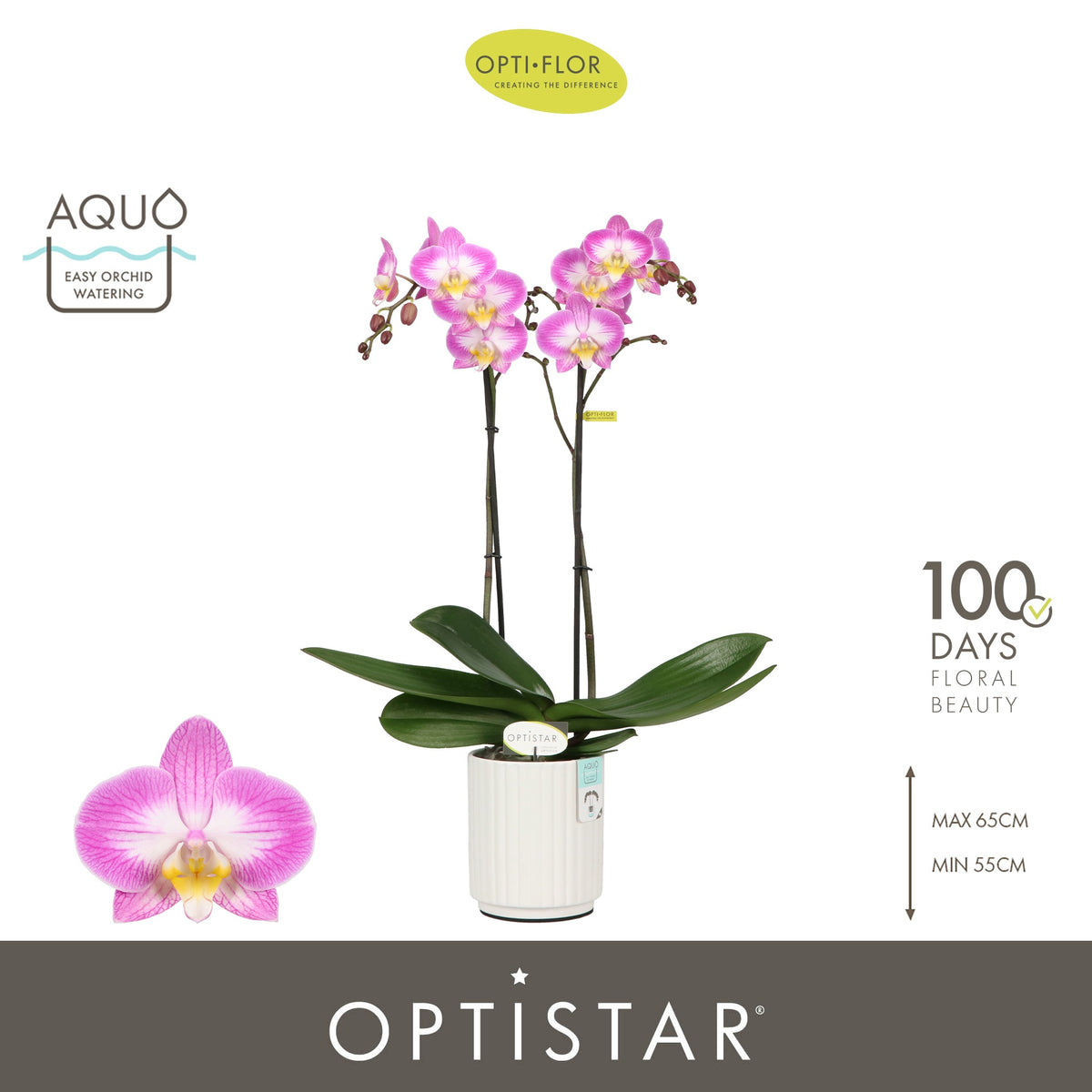 Phalaenopsis purple 60cm 12cm Pot