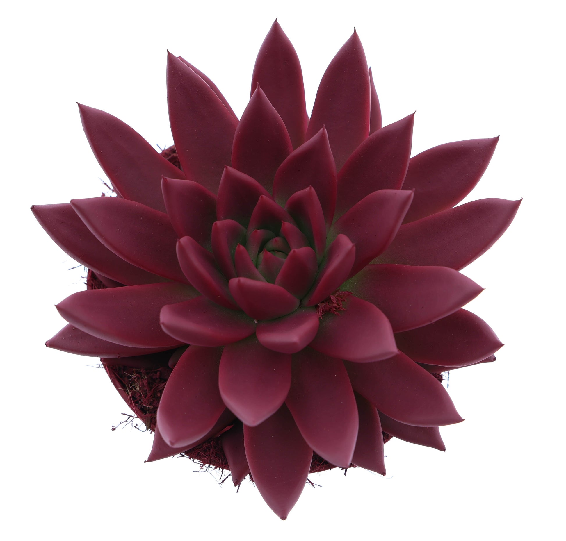 Rainbow bordeaux red 15cm 12cm Pot