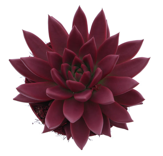 Rainbow bordeaux red 15cm 12cm Pot