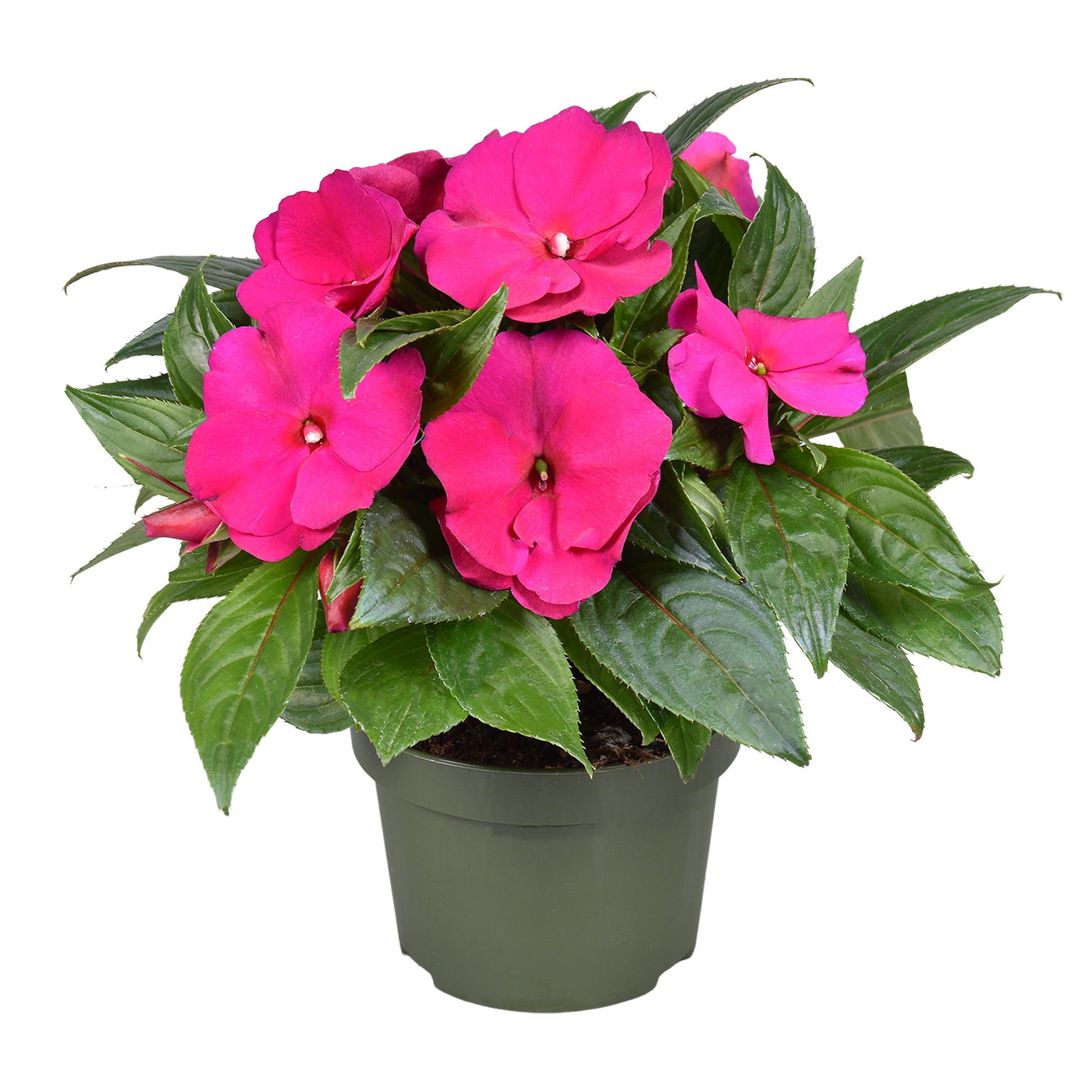 Impatiens ng. Tamarinda Amethyst 25cm 13cm Pot